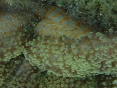 Stichodactyla mertensii