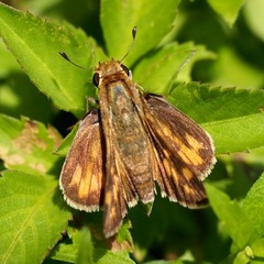 Hylephila phyleus phyleus