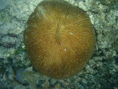 Pleuractis granulosa