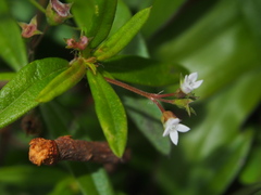 Oldenlandia corymbosa