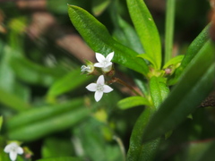 Oldenlandia corymbosa