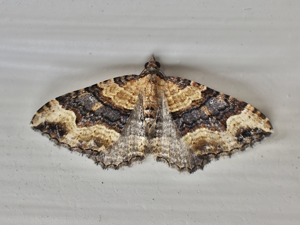Subidaria Moth