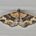 Subidaria Moth - Photo (c) johneichler, some rights reserved (CC BY-NC), uploaded by johneichler