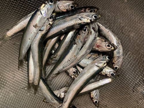 Japanese anchovy (Engraulis japonicus) — Engraulidae — 4