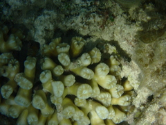 Caulastraea furcata