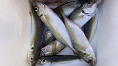 Trachurus japonicus