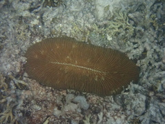 Ctenactis echinata