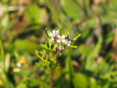 Cardamine flexuosa
