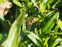 Ischiodon scutellaris