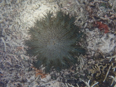 Acanthaster