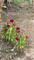 Celosia argentea