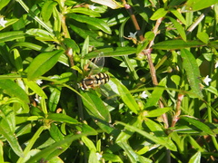 Ischiodon scutellaris