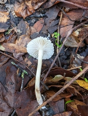 Marasmius calhouniae