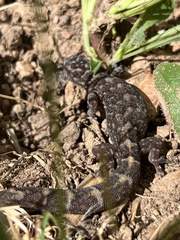 Christinus marmoratus