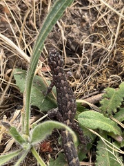 Christinus marmoratus