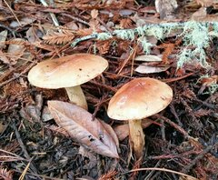 Pholiota velaglutinosa