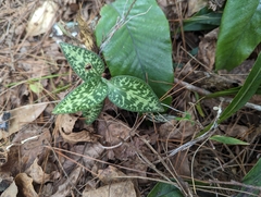 Goodyera schlechtendaliana
