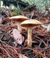 Pholiota velaglutinosa