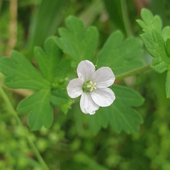 Geranium potentilloides