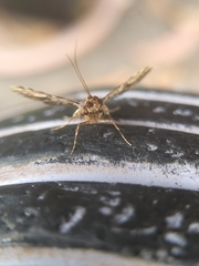 Nacoleia amphicedalis