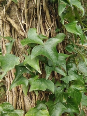 Hedera nepalensis