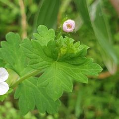 Geranium potentilloides
