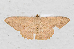 Luxiaria emphatica