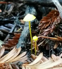 Mycena oregonensis