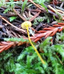 Mycena oregonensis
