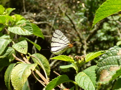 Arawacus leucogyna