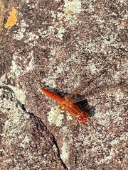 Crocothemis sanguinolenta