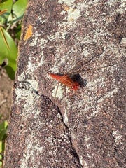 Crocothemis sanguinolenta
