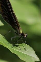 Calopteryx