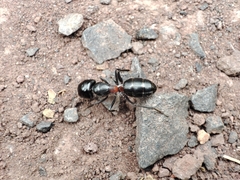 Myrmophyma