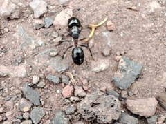 Myrmophyma