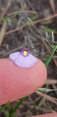 Utricularia barkeri