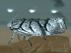 Lichenaula onychodes