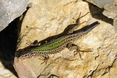 Podarcis melisellensis