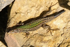 Podarcis melisellensis