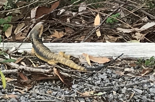 Pogona barbata