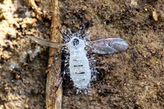 Entomophthoraceae