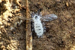 Entomophthoraceae