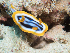 Chromodoris