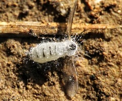 Entomophthoraceae