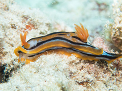 Chromodoris