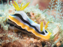 Chromodoris