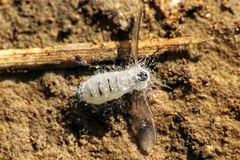 Entomophthoraceae