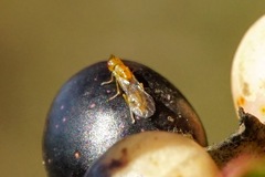 Megastigmus pistaciae