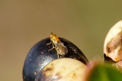 Megastigmus pistaciae