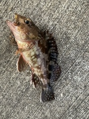 Sebastiscus marmoratus